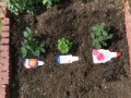 今日植えた花です