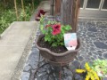 先週末に植えた花その①