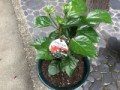 今年もハイビスカス植えました