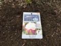 変わったチューリップ