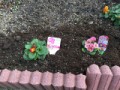 2019年最初の花植え