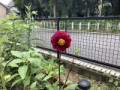 ダリアの花が咲きました