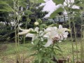 百合の花が咲きました️(๑˃̵ᴗ˂̵)