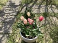 チューリップ咲きました