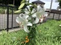 百合の花が咲きました