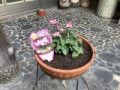 久しぶりの花植え