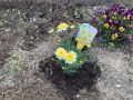 新しい花植えました