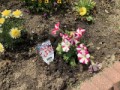 今日の花植え