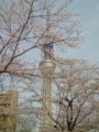 桜とスカイツリー