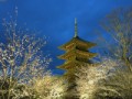 東寺の夜桜ライトアップ