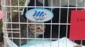 里親募集の猫たち