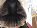 【お題日記】お気に入りの動物動画を貼って♪