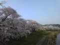 【お題日記】おすすめの花見スポットを教えて