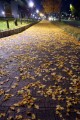 銀杏の落ち葉