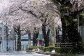 桜吹雪の中を･･･