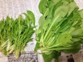 美味しい野菜！
