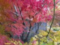 近場の紅葉です