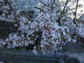 この時期でも桜が見れます