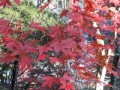 桜祈願の紅葉狩り