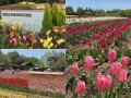 開いた花弁理想の後庭に