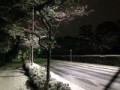 雪の正月
