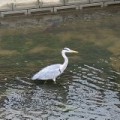 近所の水路に鳥が！