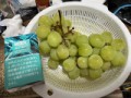 シャインマスカットって美味すぎる