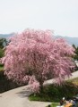 山の桜は未だだった