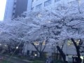 銀座の桜
