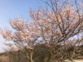 桜咲く