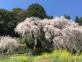 仁淀川桜巡り