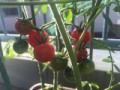 大きく育ってきたミニトマト
