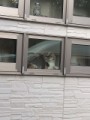 会社の隣の猫めっちゃ可愛い…