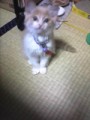 今日の家のにゃんこ♪