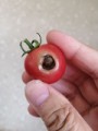 虫に食われたトマト！