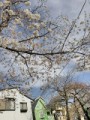 近所の桜