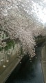 大田区―呑み川の桜