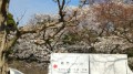 皇居乾通りの桜