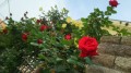 近所のバラ