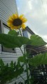 近所のひまわり