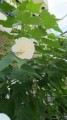 近所の花-酔芙蓉