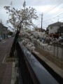 呑み川のサクラ