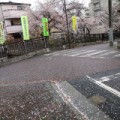 昨日からの雨