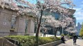 大田区民ホール前の桜