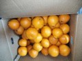 先日の明日香みかん