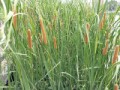 なんの花かな？