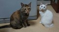 うちの猫