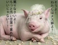 好きな(好きだった)歌番組は