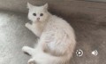 猫の繭ちゃんがいるけど