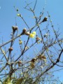 蝋梅が咲いてます